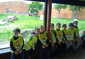 Chłopcy z grupy 6-latków maja bliskie spotkanie z białym tygrysem